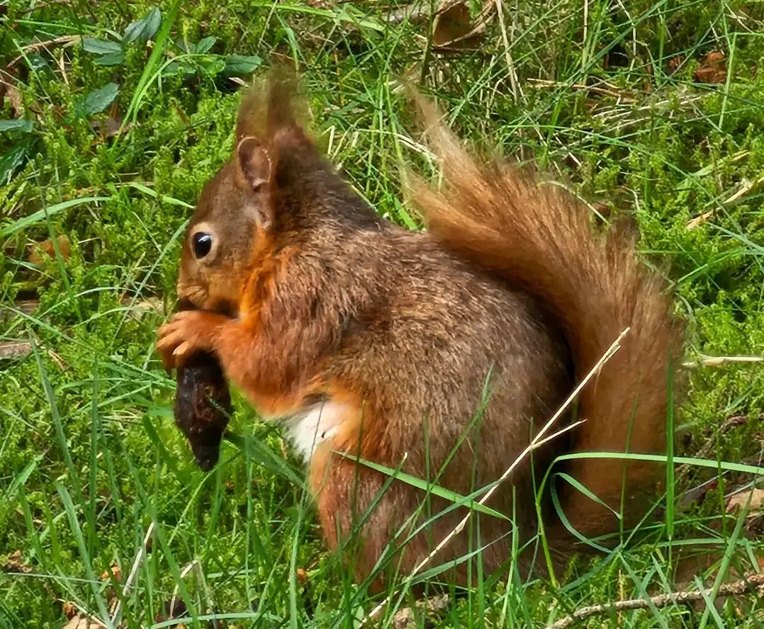 A red squirrel foraging on the grass, showcasing its playful and beautiful nature.