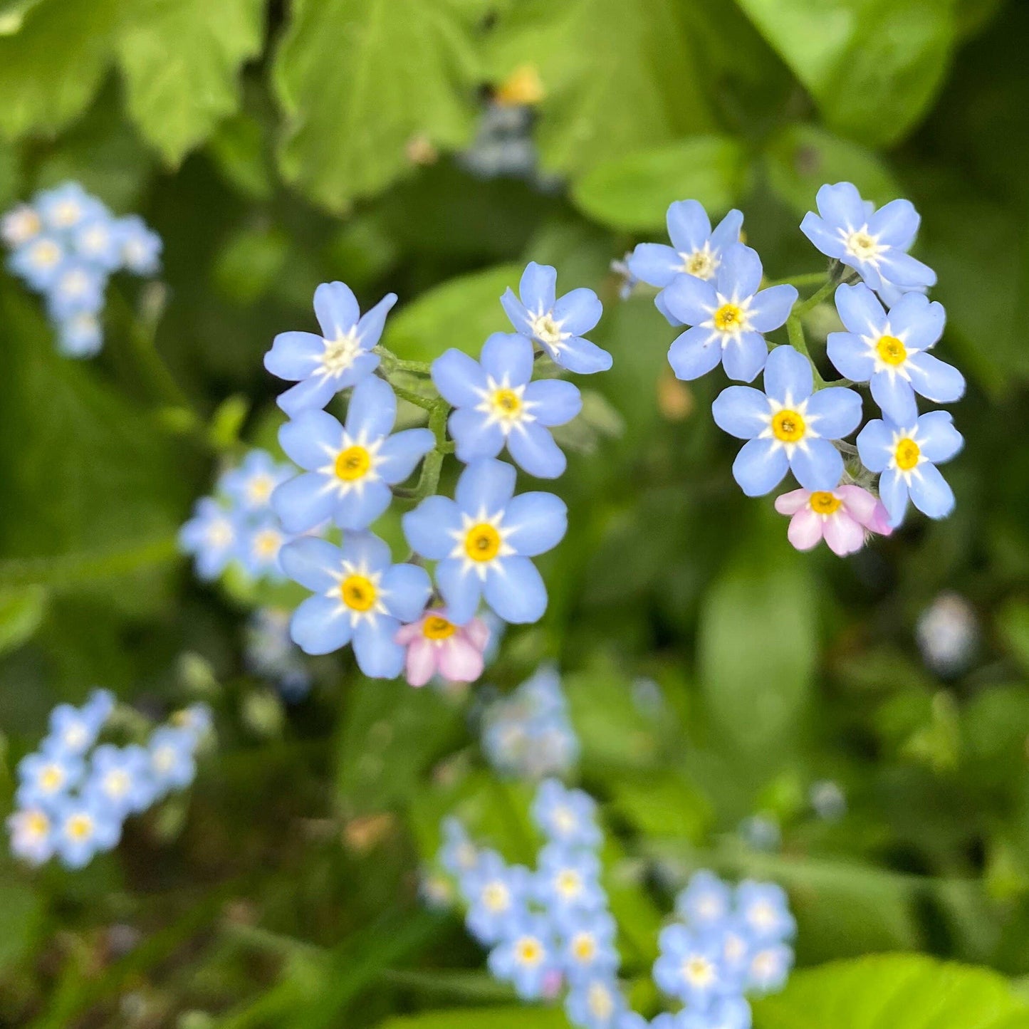 Close-up of blue flowers with yellow centers amidst green foliage