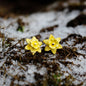 Yellow flower-shaped earrings on a snowy ground with blurred background