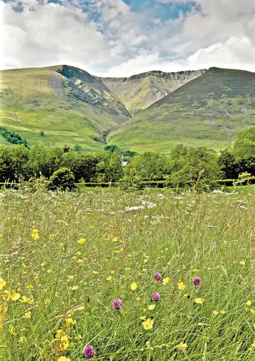 Steve Blake Photography Greetings Cards featuring vibrant Lake District landscape with wildflowers and mountains.