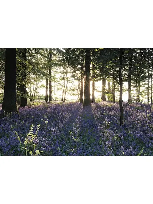 Steve Blake Photography Greetings Cards featuring a beautiful bluebell field in sunlight.
