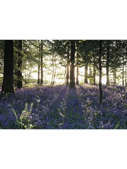 Steve Blake Photography Greetings Cards featuring a beautiful bluebell field in sunlight.
