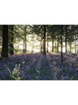 Steve Blake Photography Greetings Cards featuring a beautiful bluebell field in sunlight.