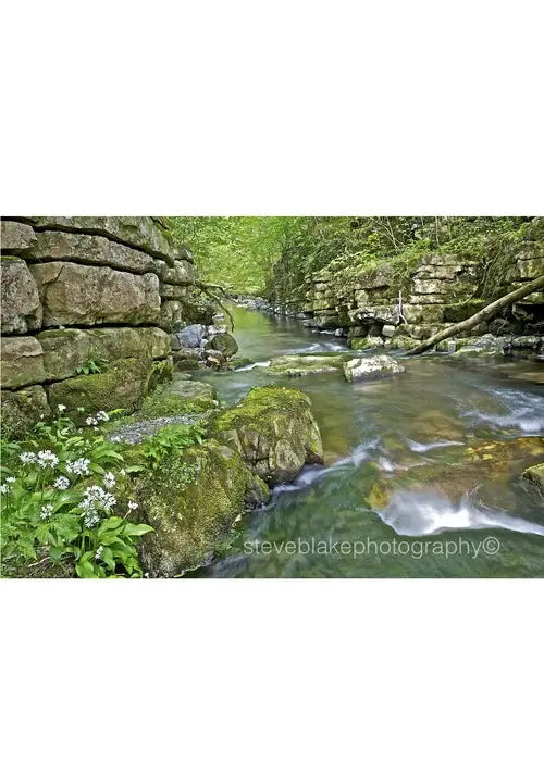 Steve Blake Photography Greetings Cards featuring a serene stream surrounded by greenery and rocks in the Lake District.