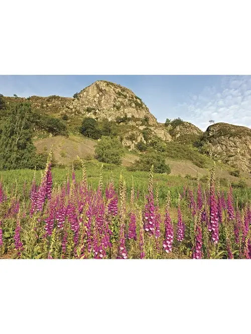 Steve Blake Photography Greetings Cards featuring vibrant foxgloves in the Lake District with a rocky backdrop.