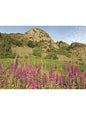 Steve Blake Photography Greetings Cards featuring vibrant foxgloves in the Lake District with a rocky backdrop.