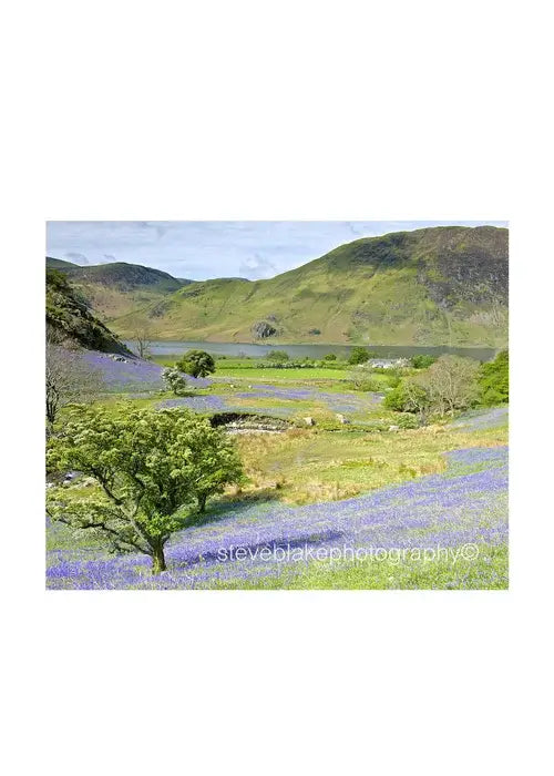 Beautiful landscape of the Lake District featuring bluebells by Steve Blake Photography Greetings Cards.