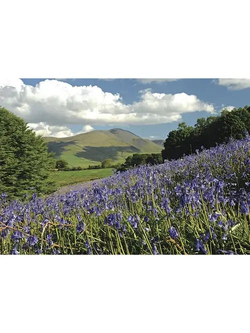Steve Blake Photography Greetings Cards featuring bluebell flowers in the Lake District under a cloudy sky.
