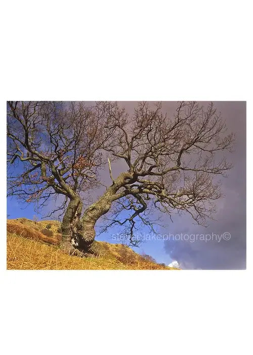 A striking tree in the Lake District by Steve Blake Photography Greetings Cards, showcasing natural beauty and artistry.