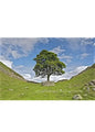 Steve Blake Photography Greetings Cards featuring a solitary tree in the Lake District under a blue sky.