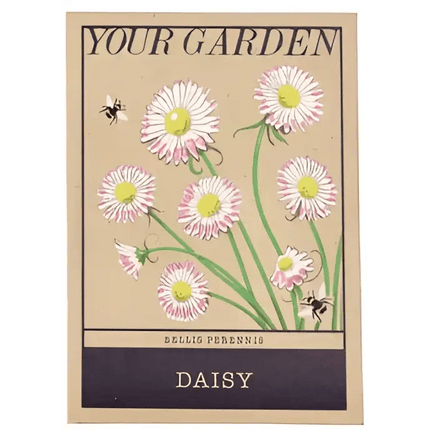 Beautiful Flower Seeds - Sweet Peas, Daisies, forget-me-nots Daisy