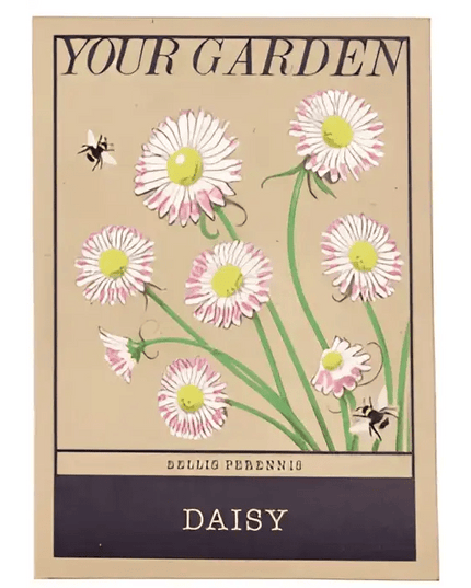 Beautiful Flower Seeds - Sweet Peas, Daisies, forget-me-nots Daisy