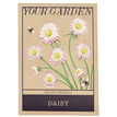 Daisy