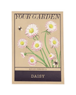 Daisy