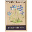 forget-me-nots