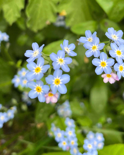 Forget Me Not Blue Flower Mini Stud Earring