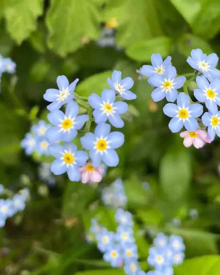 Forget Me Not Blue Mini Flower Pendant Necklace