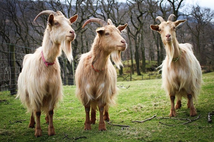 Various Beautiful Soaps - High Stile Goat Milk Soap - The Red Squirrel