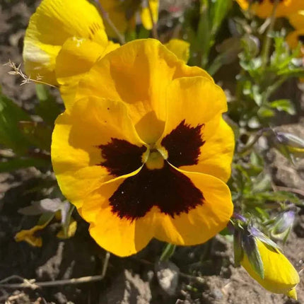 Pansy Yellow Flower Single Drop Hook Earrings