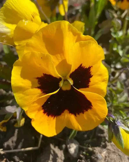 Pansy Yellow Flower Single Drop Hook Earrings