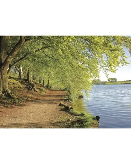 Steve Blake Photography Greetings Cards Talkin Tarn - Footpath under beech trees