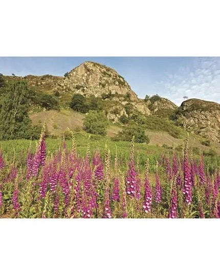 Steve Blake Photography Greetings Cards Foxgloves and Falcon Crag