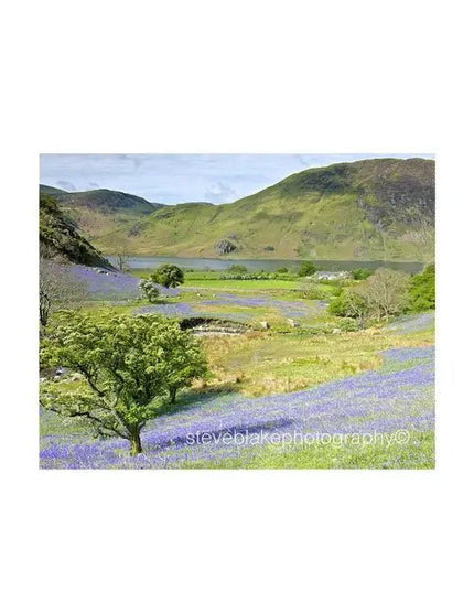 Steve Blake Photography Greetings Cards Rannerdale Bluebells