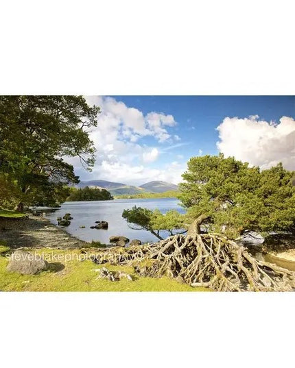 Steve Blake Photography Greetings Cards Roots - Otterbield Bay Derwent Water