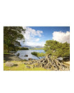 Røtter - Otterbield Bay Derwent Water