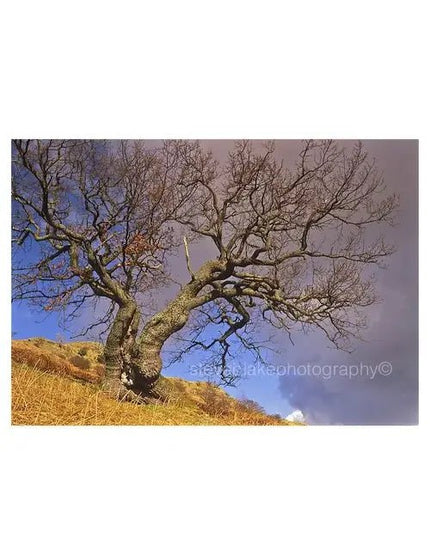 Steve Blake Photography Greetings Cards Split Tree Gowbarrow