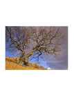 Split Tree Gowbarrow