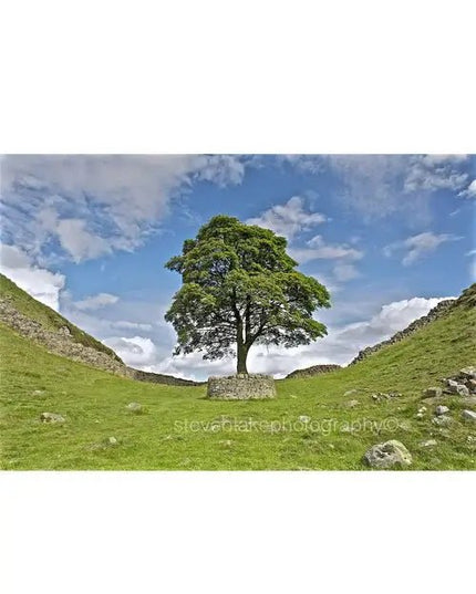 Steve Blake Photography Greetings Cards Sycamore Gap
