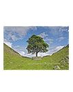 Sycamore Gap