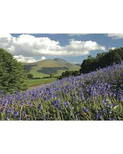 Steve Blake Photography Greetings Cards Uldale Bluebells