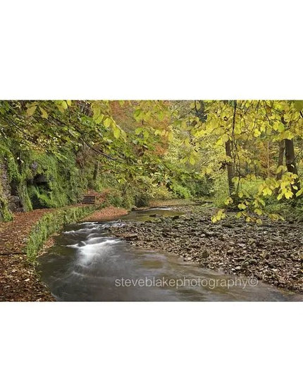 Steve Blake Photography Greetings Cards Woodland Walk Gelt Woods