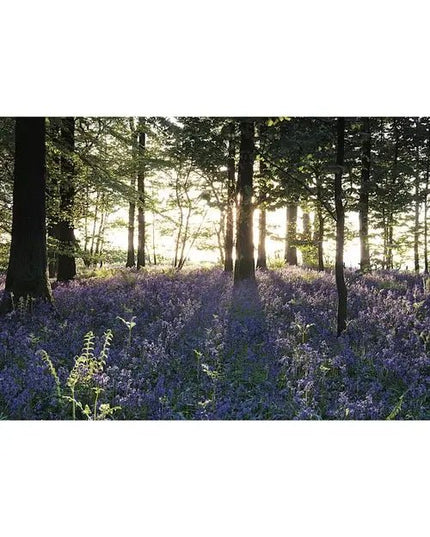 Steve Blake Photography Greetings Cards Bluebell Woodland